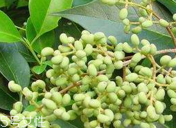 女貞子的禁忌 女貞子的禁忌之處 女貞子的禁忌 女貞子的禁忌之處