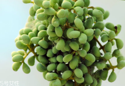 女貞子是藥物嗎？女貞子是做什么的？