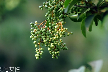 女貞子是藥物嗎？女貞子是做什么的？