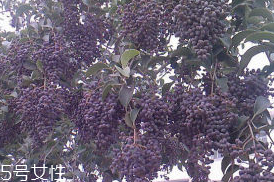 女貞子對(duì)孕婦有什么效果？孕婦能吃女貞子嗎？