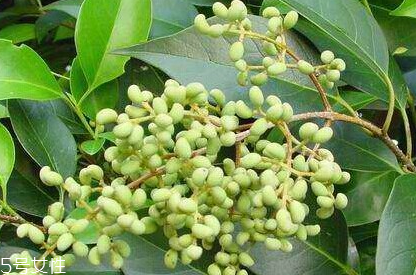 女貞子對(duì)孕婦有什么效果？孕婦能吃女貞子嗎？