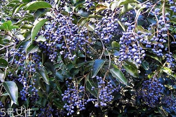 女貞子對(duì)孕婦有什么效果？孕婦能吃女貞子嗎？