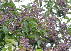 女貞子能和決明子一次吃嗎？女貞子和桑葚一起煮會怎樣？