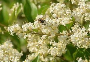 女貞子能和決明子一次吃嗎？女貞子和桑葚一起煮會怎樣？