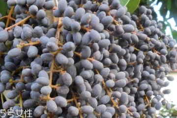 女貞子能和決明子一次吃嗎？女貞子和桑葚一起煮會怎樣？