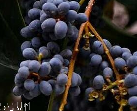 女貞子能和旱蓮草一起吃嗎？女貞子和旱蓮草的用量