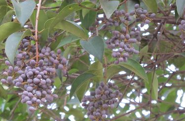 女貞子的吃法 女貞子怎么吃？