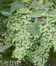 女貞子是酸性還是堿性，女貞子是堿性的嗎？