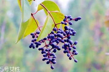 女貞子是酸性還是堿性，女貞子是堿性的嗎？