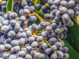 女貞子是酸性還是堿性，女貞子是堿性的嗎？