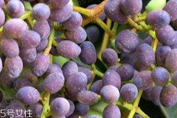 女貞子適合女生喝嗎？女貞子對女生有什么好處？