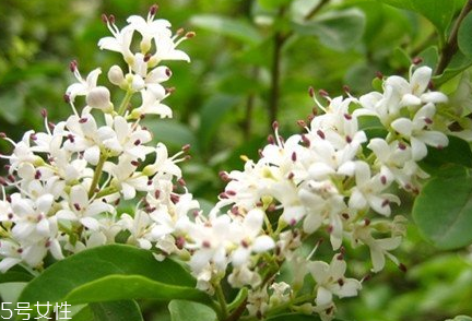 女貞子適合女生喝嗎？女貞子對(duì)女生有什么好處？