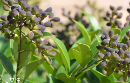 女貞子適合女生喝嗎？女貞子對(duì)女生有什么好處？