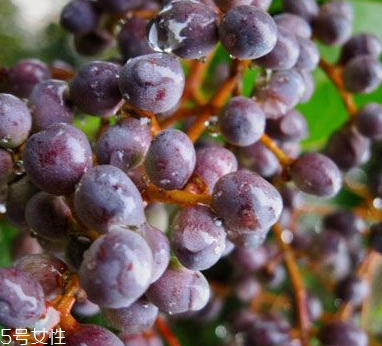 女貞子能不能多吃？女貞子吃多了會怎樣？