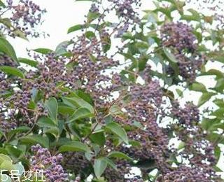 女貞子能不能多吃？女貞子吃多了會怎樣？