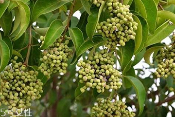 女貞子能不能多吃？女貞子吃多了會怎樣？