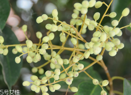 女貞子能和當(dāng)歸一起吃嗎？女貞子和當(dāng)歸一起吃的好處