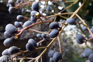 女貞子能和當歸一起吃嗎？女貞子和當歸一起吃的好處