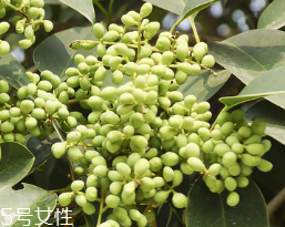 女貞子怎么保存？女貞子怎么保存最好？