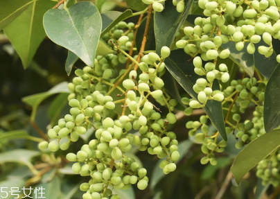 女貞子怎么保存？女貞子怎么保存最好？