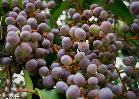 女貞子是發(fā)物嗎？皮膚敏感的人能吃女貞子嗎