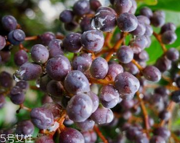 女貞子和枸杞子能一起吃嗎？女貞子和枸杞子一起吃有什么效果？