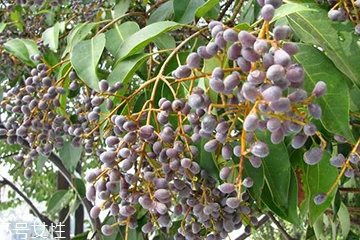 女貞子和枸杞子能一起吃嗎？女貞子和枸杞子一起吃有什么效果？