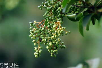 女貞子能做枕頭嗎？女貞子枕頭的功效