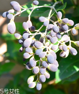 女貞子能做枕頭嗎？女貞子枕頭的功效