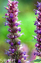 藿香是什么?什么是藿香？