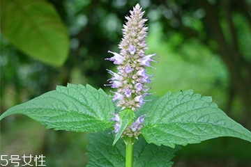 藿香是什么?什么是藿香？