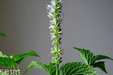 藿香是發(fā)物嗎？皮膚過敏的人能吃藿香嗎？