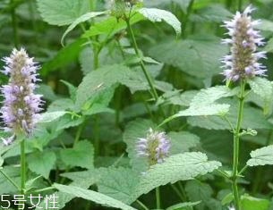 藿香是發(fā)物嗎？皮膚過敏的人能吃藿香嗎？