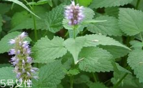 藿香是發(fā)物嗎？皮膚過敏的人能吃藿香嗎？