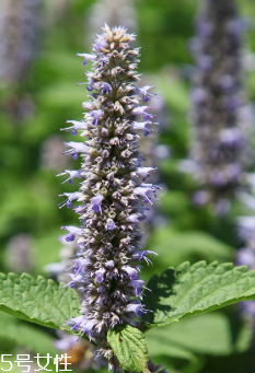 藿香是涼性還是熱性？藿香是熱性嗎？