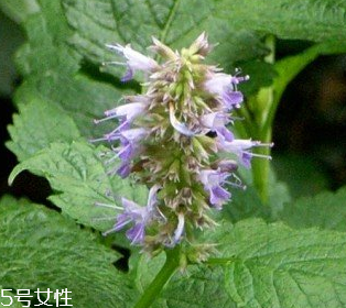 藿香是涼性還是熱性？藿香是熱性嗎？