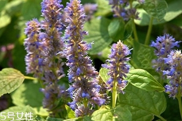 藿香是涼性還是熱性？藿香是熱性嗎？