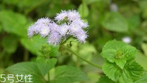 藿香是薄荷嗎？藿香與薄荷的區(qū)別