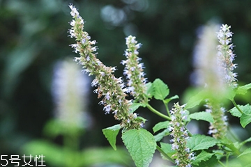 藿香是薄荷嗎？藿香與薄荷的區(qū)別