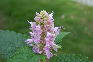 藿香的吃法 藿香能煮粥嗎？