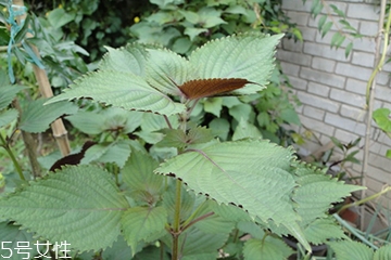 藿香能生吃嗎？藿香味道好嗎？