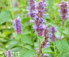 藿香能生吃嗎？藿香味道好嗎？