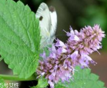 藿香能生吃嗎？藿香味道好嗎？