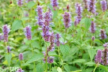 藿香和麝香是一樣嗎？藿香和麝香的區(qū)別