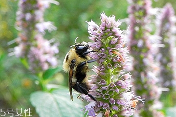 藿香能做菜嗎？藿香怎么做菜？