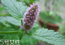 藿香能多吃嗎？藿香吃多了會怎樣？