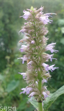 藿香能多吃嗎？藿香吃多了會怎樣？