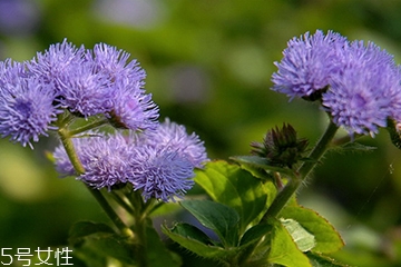 藿香能驅(qū)蚊嗎？藿香的作用