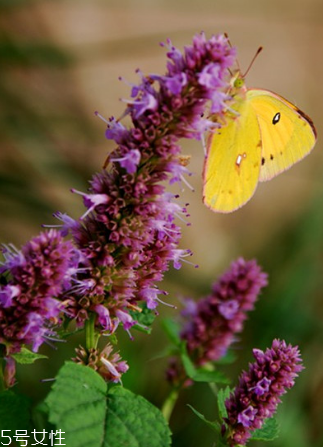 藿香能驅(qū)蚊嗎？藿香的作用