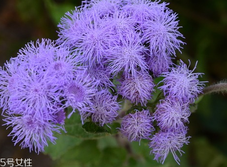藿香能驅(qū)蚊嗎？藿香的作用